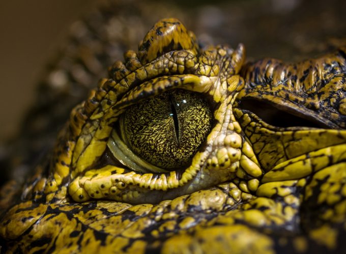 Wallpaper eye crocodile, wild eyes, reptilies, Animals 1523519877